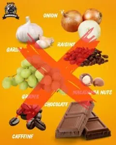 10. Toxic Foods avoid feeding your dog
