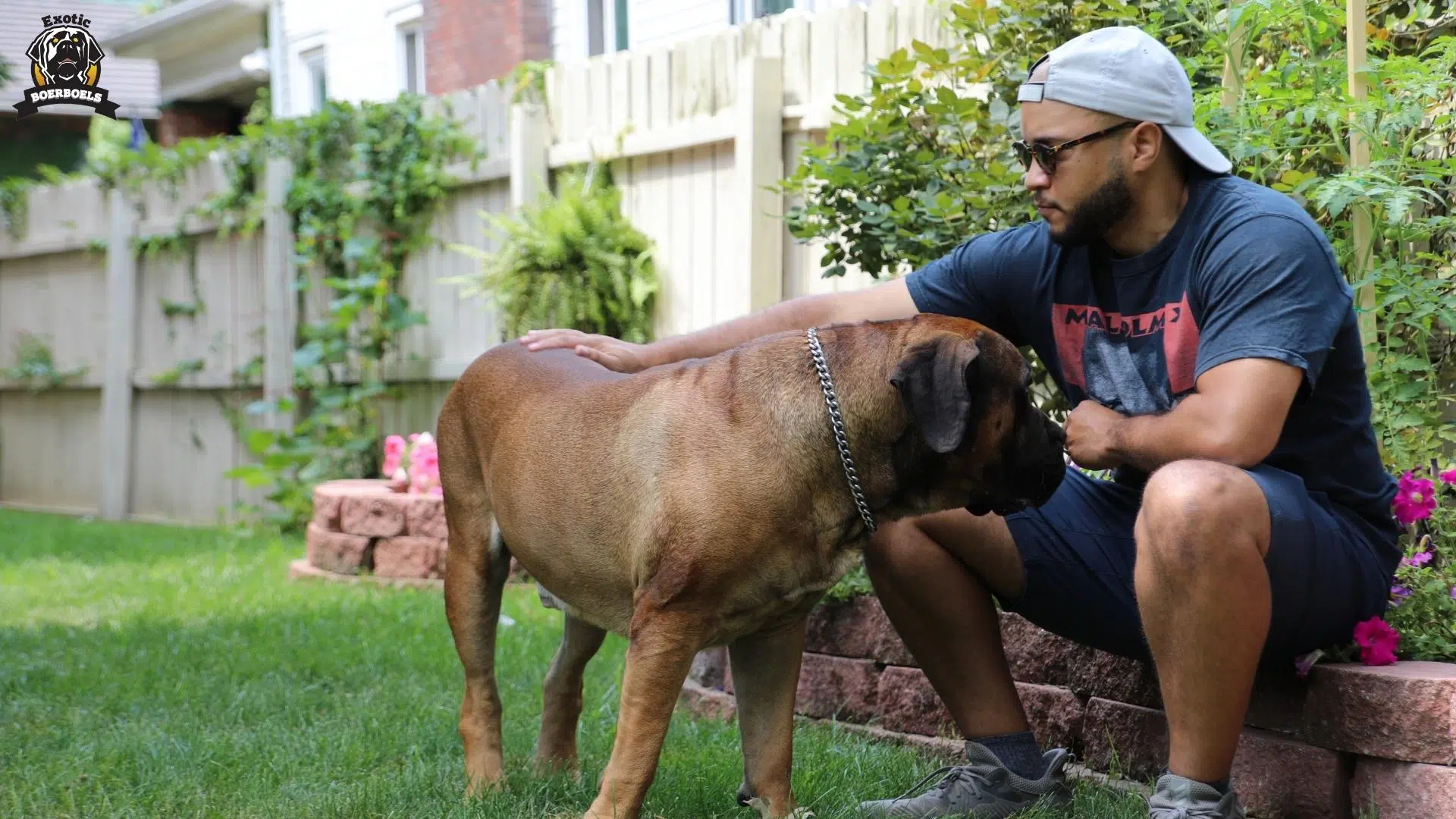 12. Bullmastiff vs Boerboel Temperament
