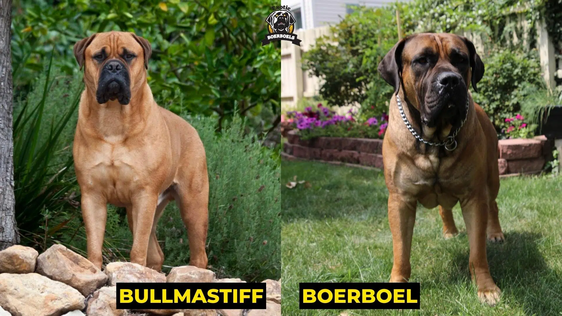 2. Bullmastiff vs Boerboel