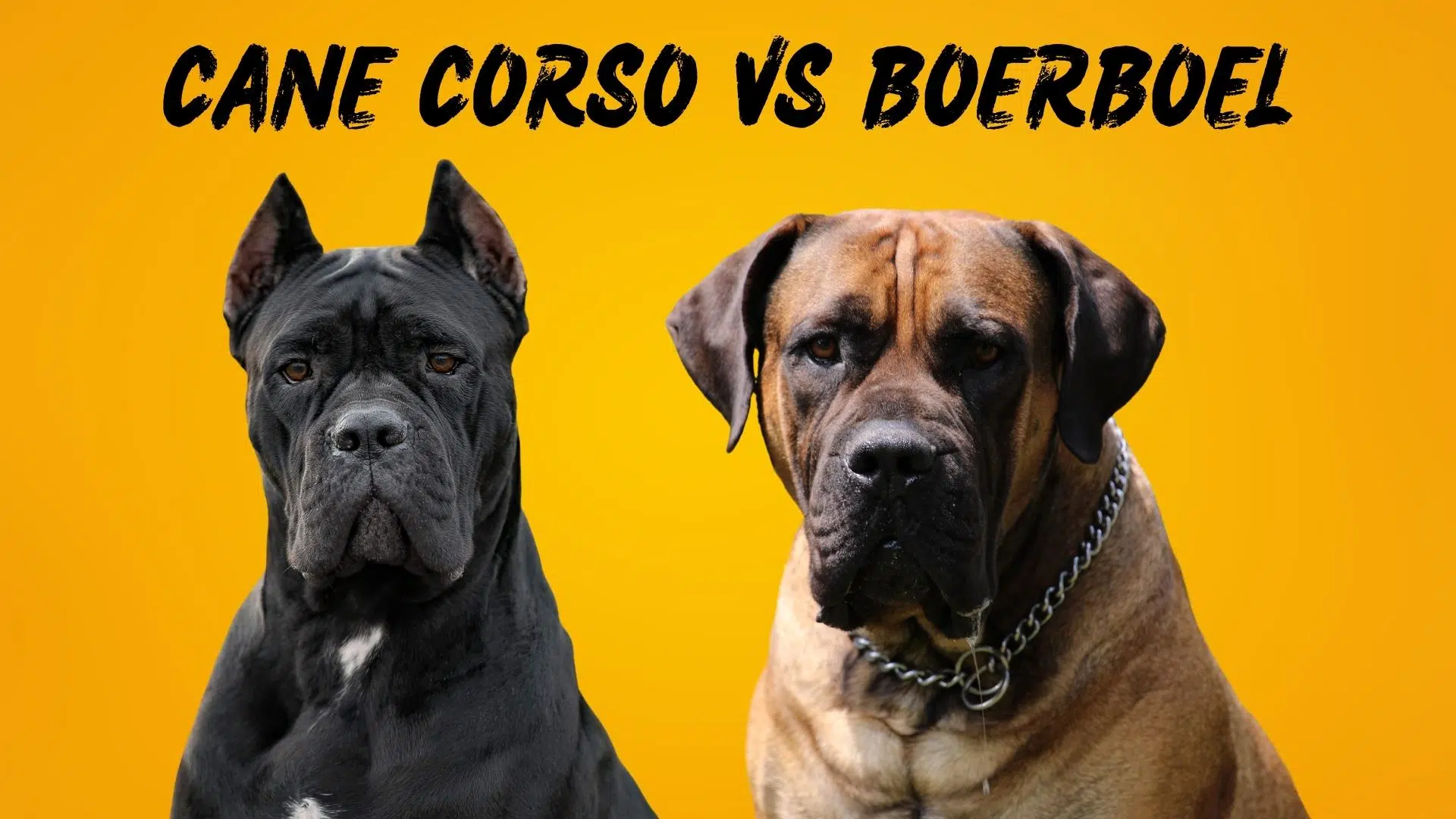 20. Boerboel vs Cane Corso