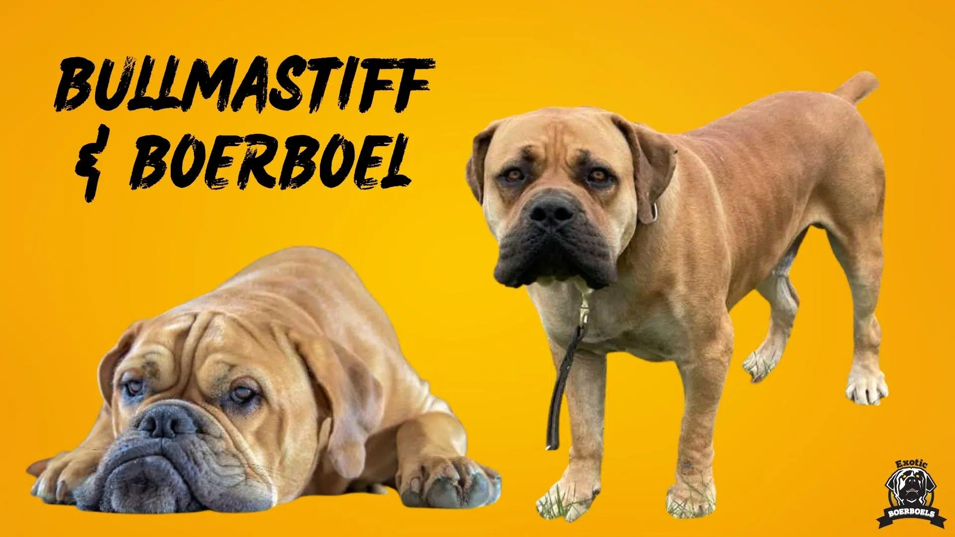 5. Bullmastiff vs Boerboel Appearance