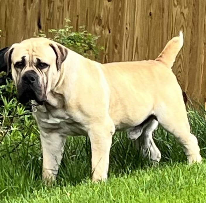 Boerboel Breeders | South African Boerboel Puppies for Sale