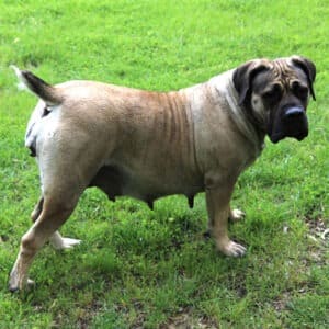 adult female Boerboel