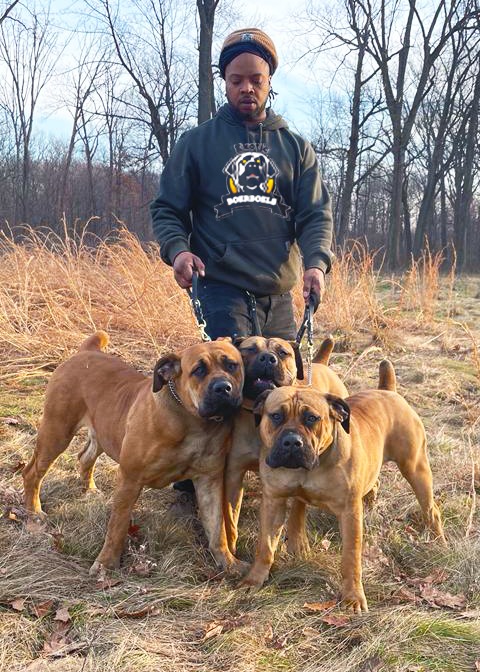 How Much Do Boerboels Cost
