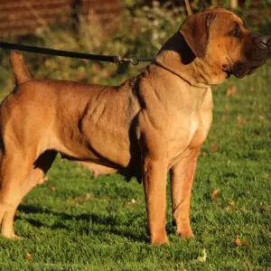 Red Female Boerboel