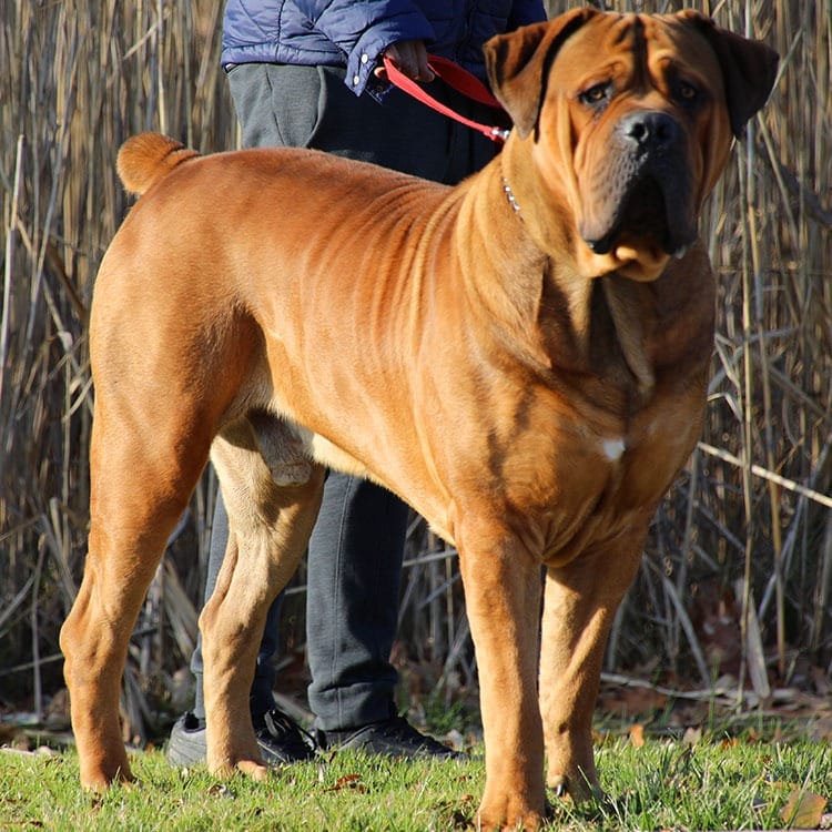 Red Male Boerboel Cleveland