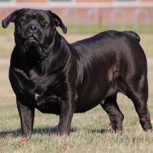 dog pound Boerboels Sheeba