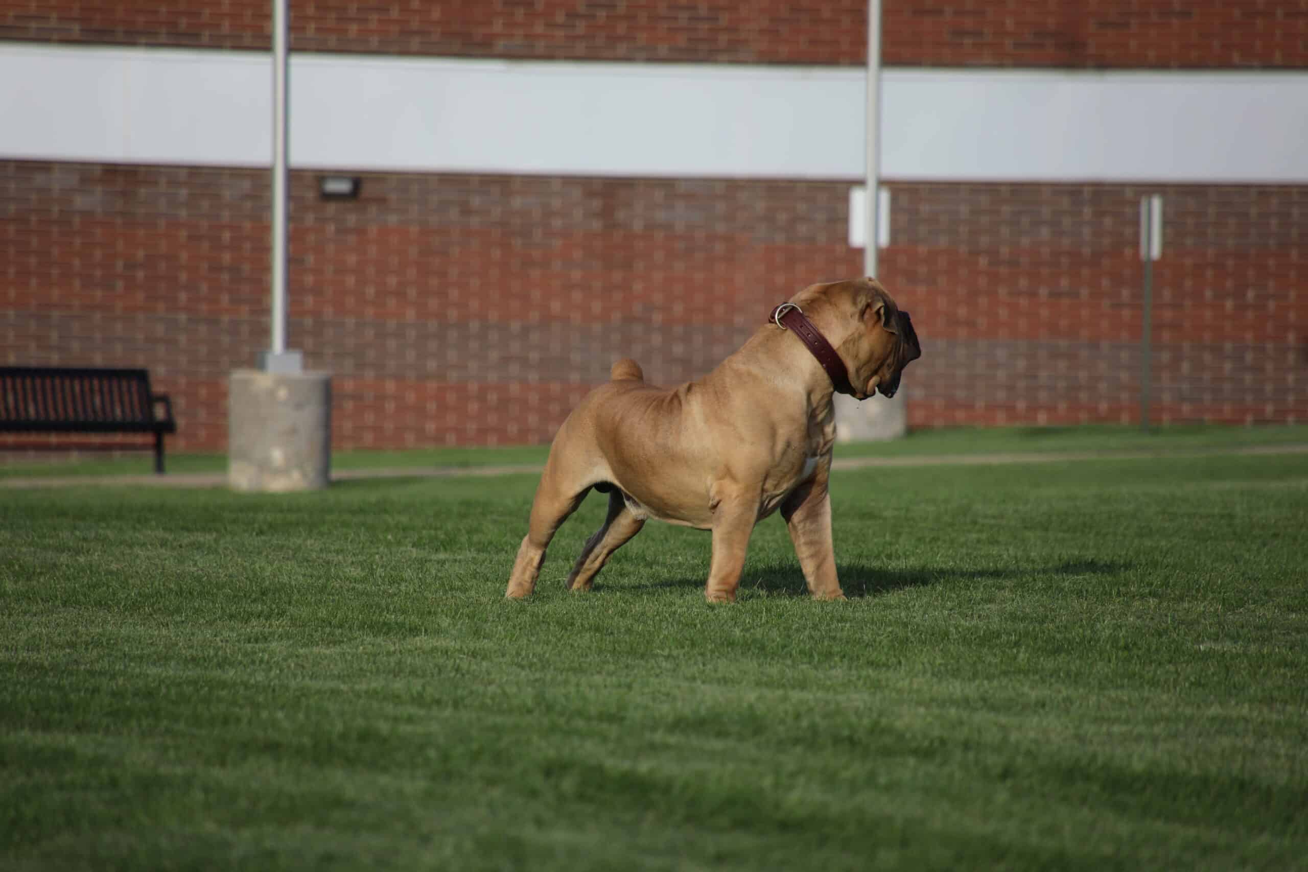 Boerboel dog play in the field