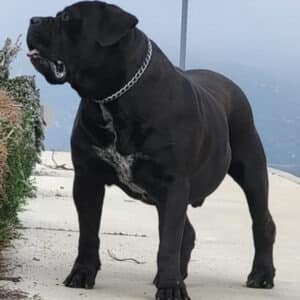 Black Boerboel Male