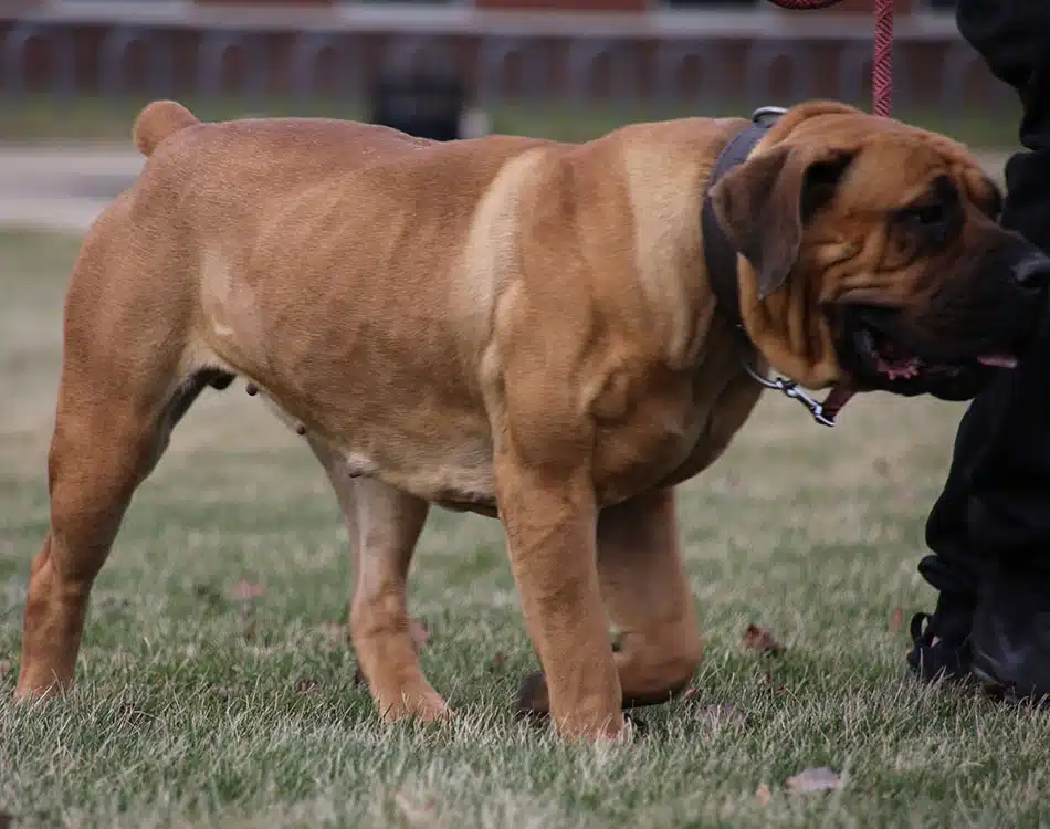 7 Powerful Boerboels featured at Exotic Boerboels Female Boerboel Bonnie