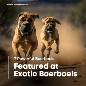 7 Powerful Boerboels