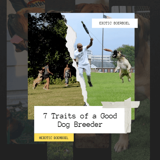 7 Traits of a Good Dog Breeder