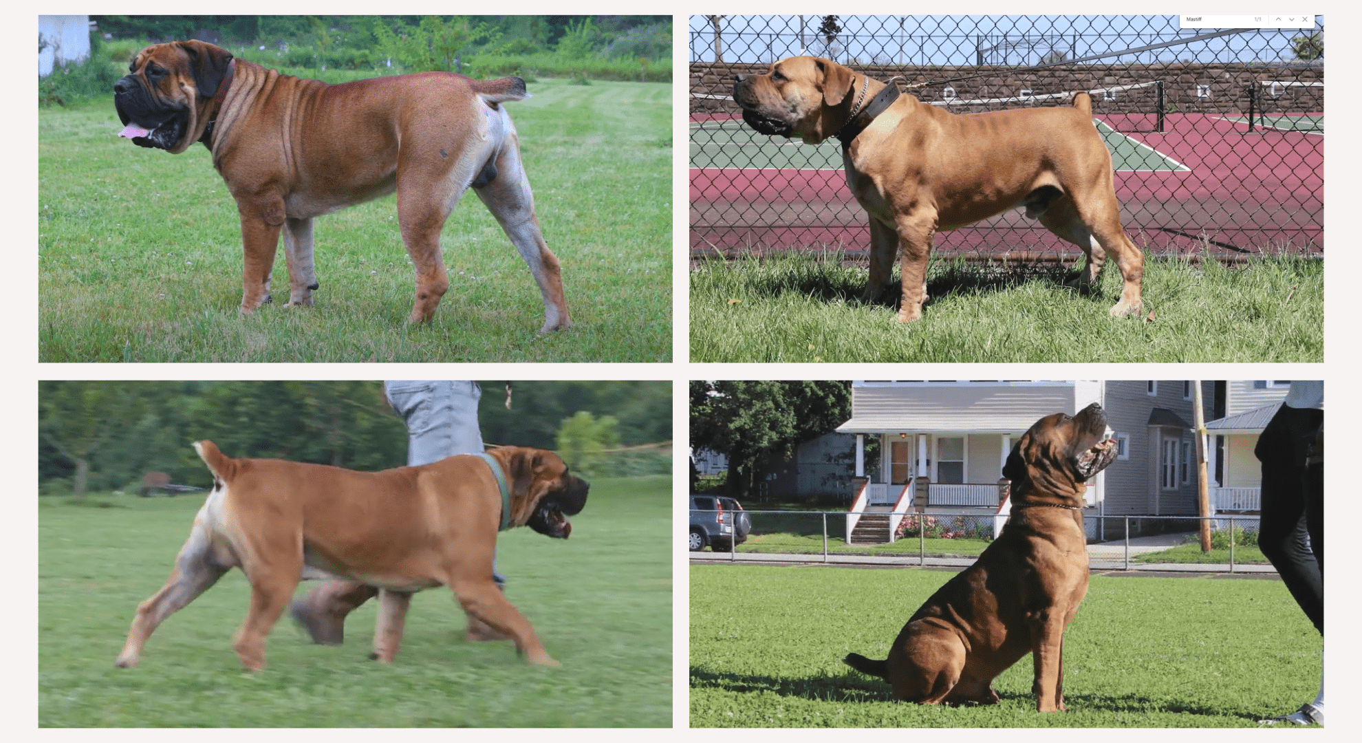 4 Different Types of Boerboel