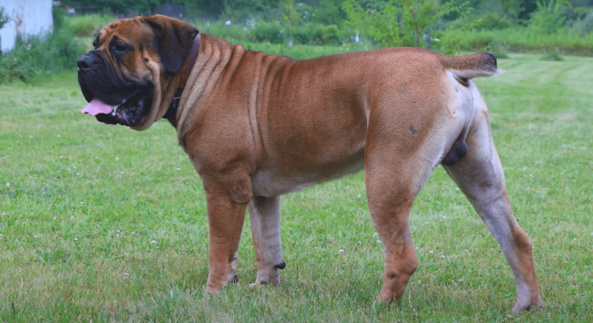 The Bulldog Type