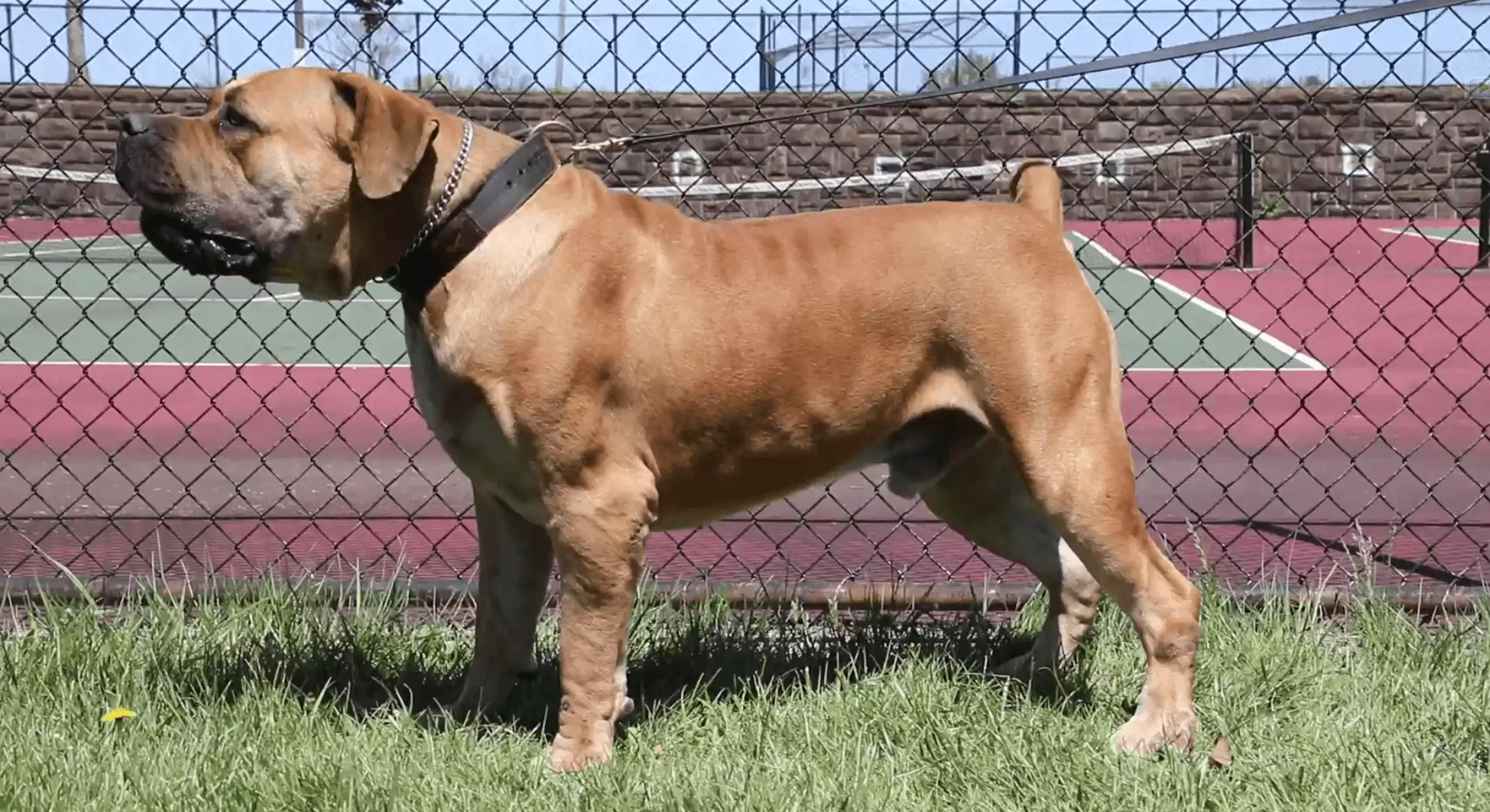 The 4 Different Types of Boerboels - Mastiff