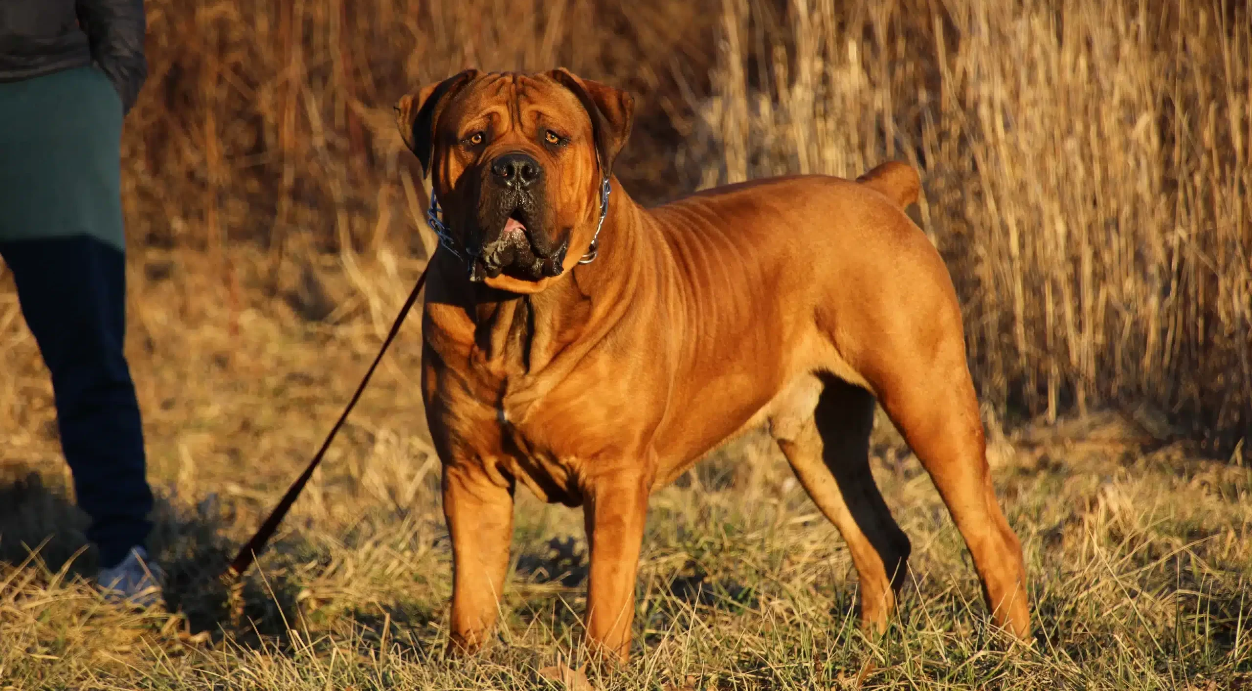 7 Powerful Boerboels featured at Exotic Boerboels-exotic-cleveland