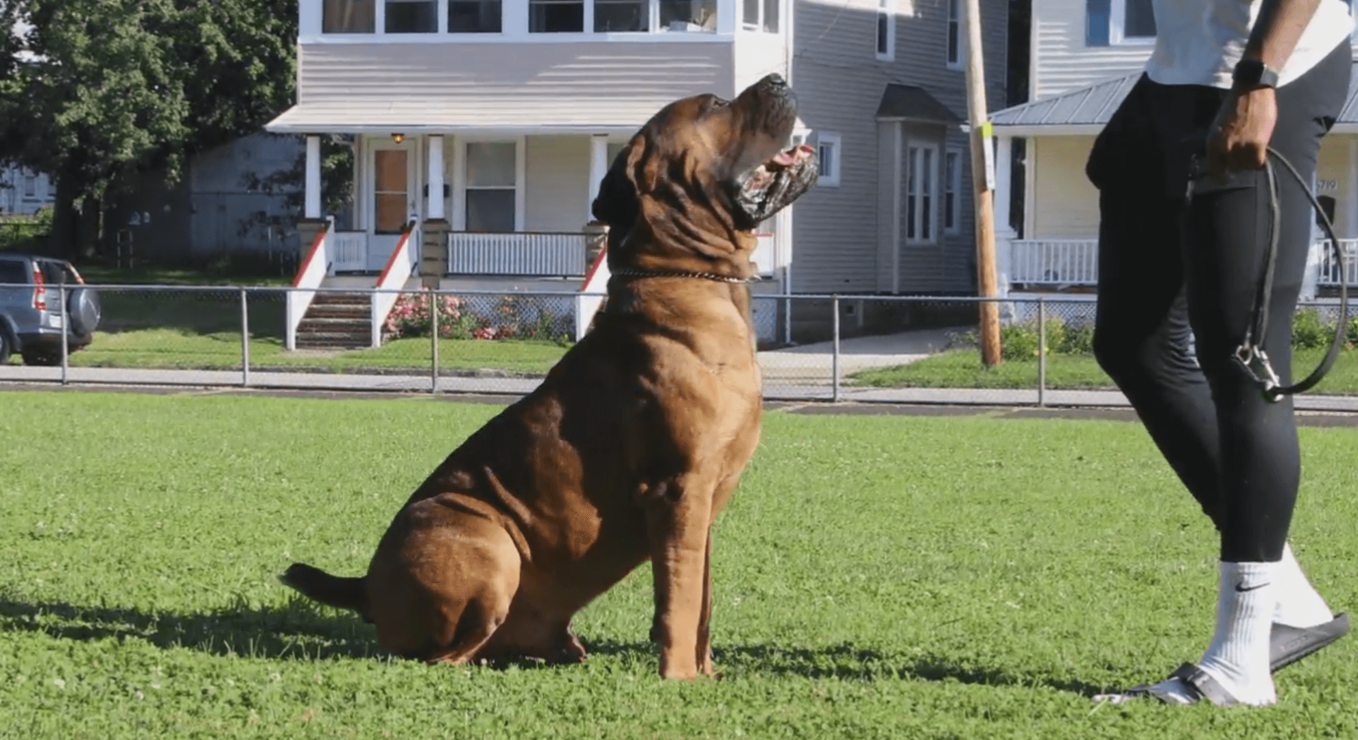 The 4 Different types of Boerboel -The Bull Terrier Mix