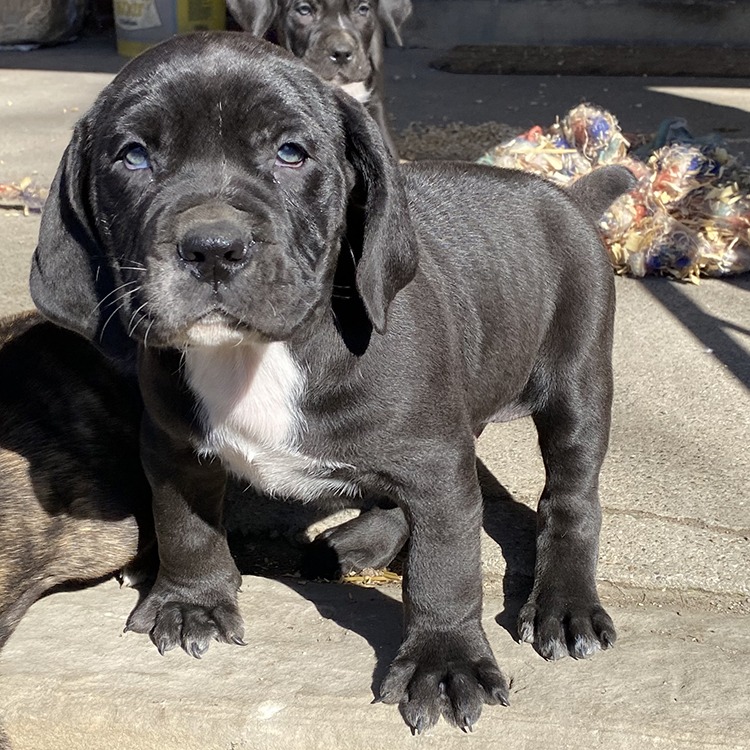 Black Male Boerboel