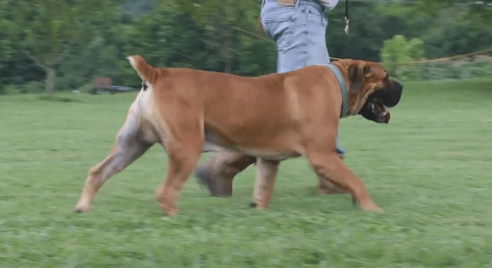 Hound Mix Booerboel
