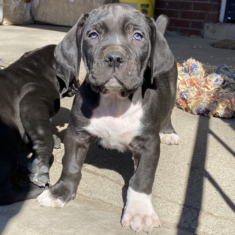 Black Male Boerboel Puppy