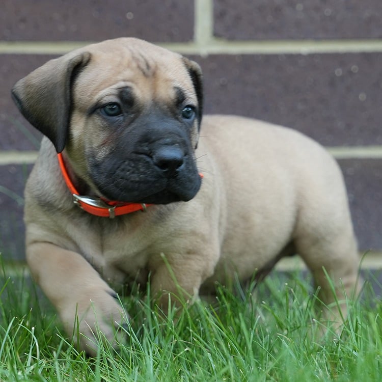 Balto Sheeba Titan | Boerboel Puppies