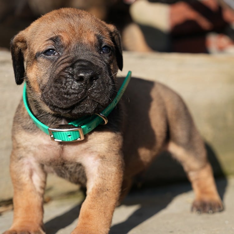Macho Green Collar Male Boerboel Puppy For Sale