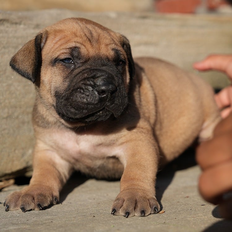 Best male Boerboel Puppy For Sale