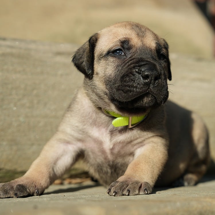 USA Boerboel Puppy For Sale