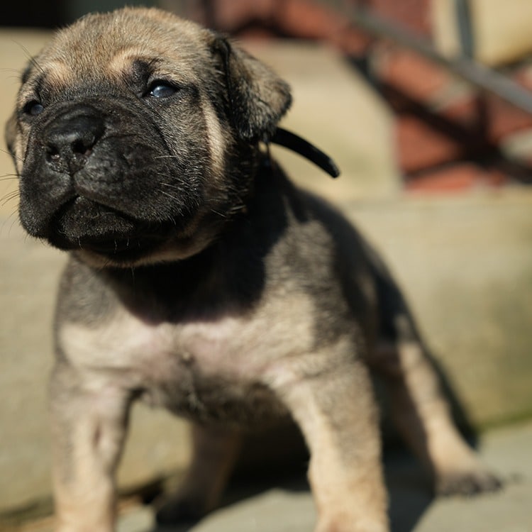 Best Female Boerboel Puppies For Sale