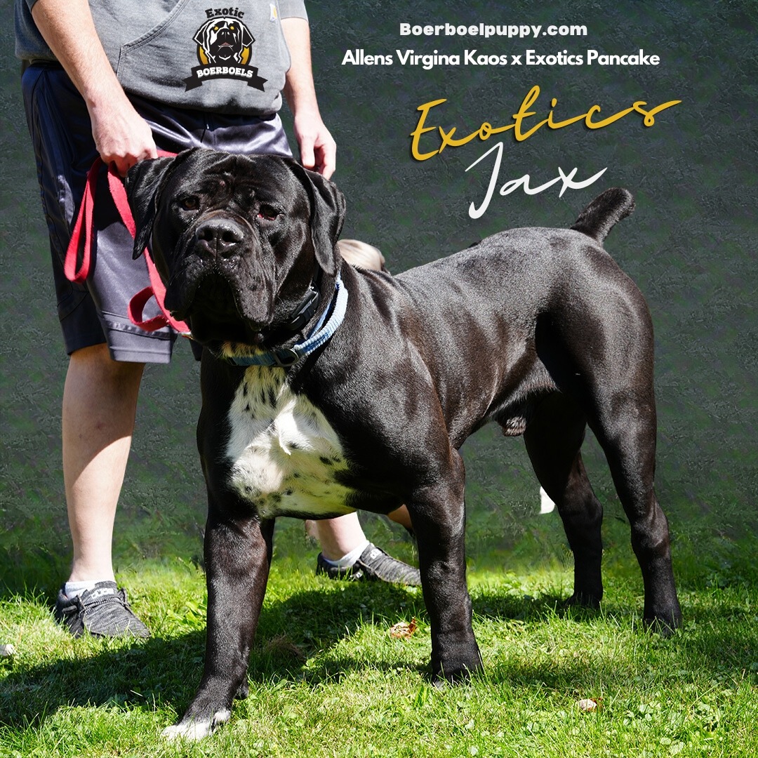 Exotics Jax, a stunning black Boerboel with a unique chest plate, standing majestically in a family backyard