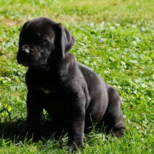 Group of black Boerboel female puppies at 6 weeks, for sale