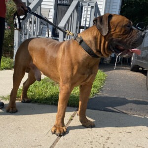 Red-male-Boerboel-legacy-of-Alpha-and-Roya