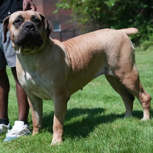 Variation within the Boerboel Breed - Why So Many Types? | Exotic Boerboels