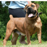 Exotics Afeni Boerboel standing tall, with an alert and focused expression.