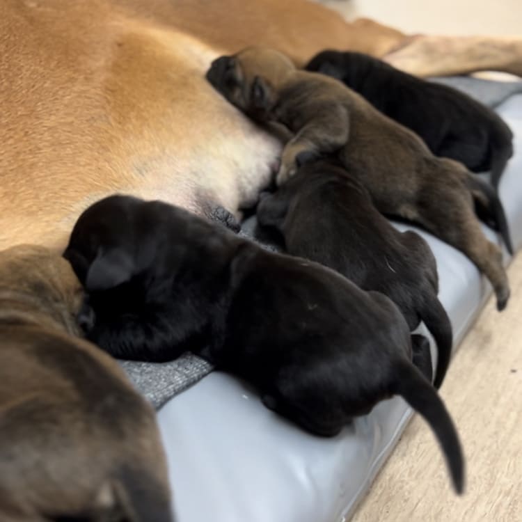 Adorable litter of puppies from Afeni and Bagheera, with varied coat colors and playful expressions