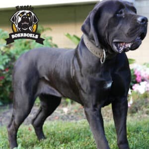 Muscular black Boerboel, Bingo, standing alert in a sunlit field