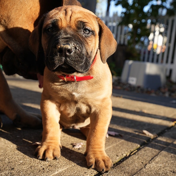 Strong and beautiful female Boerboel puppy 'Frida' with a commanding presence
