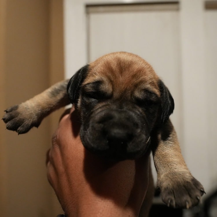 "Robust female Boerboel puppy 'Marked' with striking pigmentation and a warm gaze
