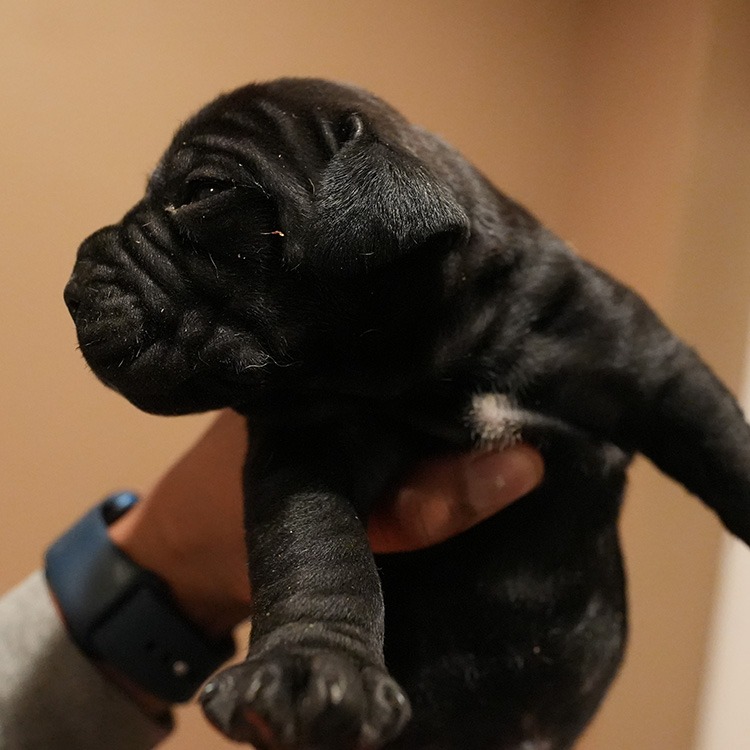 Imposing and glossy black male Boerboel puppy with a confident and protective demeanor"