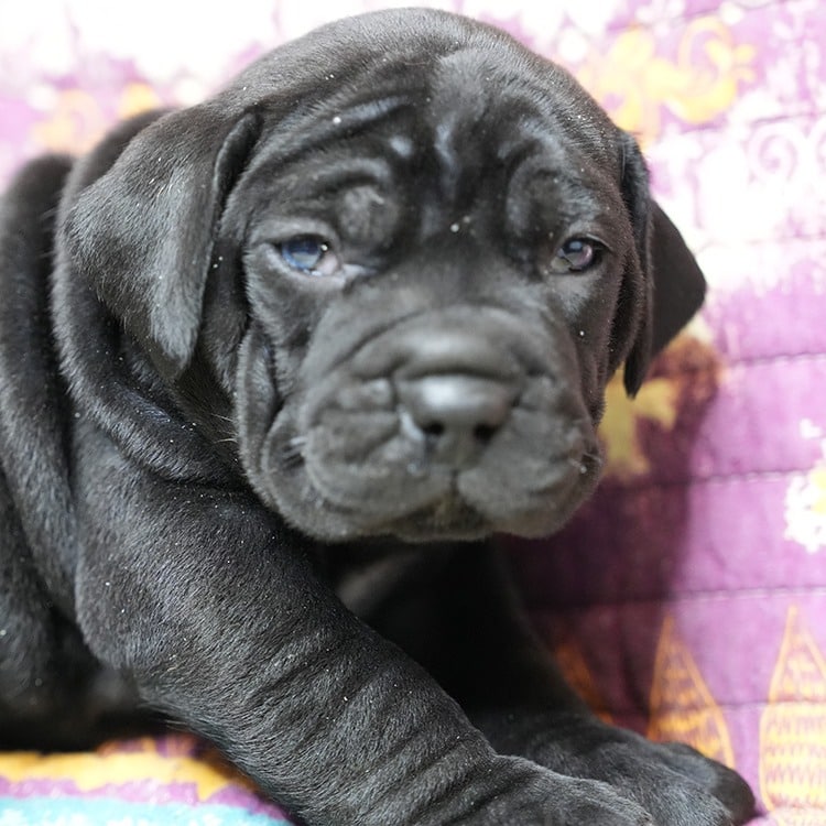 Stout and sturdy black Boerboel puppies with glossy coats, offspring of Bagheera and Afeni