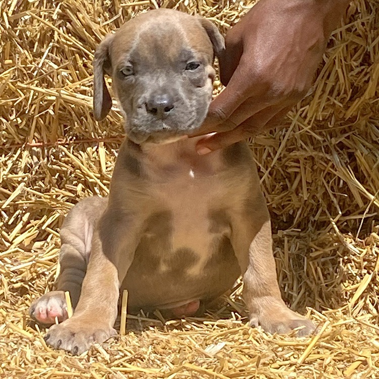 Curious Blue Face Female Puppy Exploring