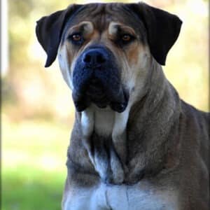 Headshot of Elsa the Boerboel with a focused gaze, showcasing her commanding presence.