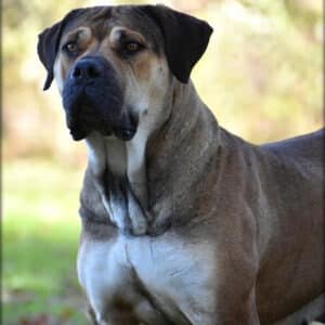 Front-facing image of Elsa the Boerboel, showing her broad chest and strong physique.