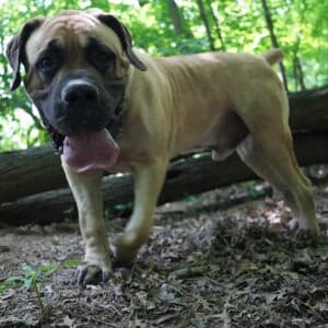 Simba the giant Boerboel running through the woods, showcasing his muscular build and strong legs.