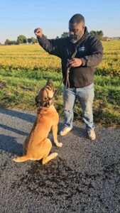 Boerboel sitting patiently as family members reward it with treats, demonstrating the dog’s obedience and trust.