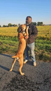 Noah the Boerboel showing affectionate behavior with caregivers.