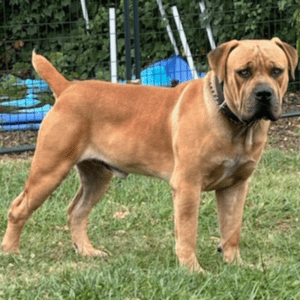 Black Iron Knox Boerboel standing, highlighting his athletic build.