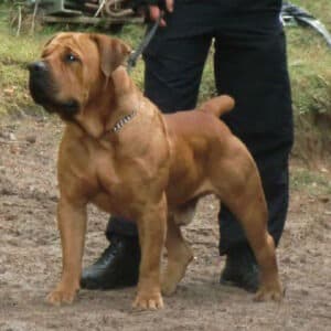 Mighty Baloo, son of Nostras Tyson, standing strong with a massive frame and alert posture.