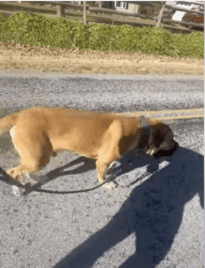 Noah the Boerboel with trainers during daily rehabilitation exercises.