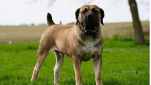 Noah the Boerboel’s father, BIKO, displaying Boerboel strength and loyalty